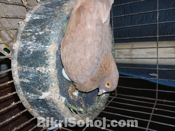 গিরিবাজ কবুতর বিক্র হবে।